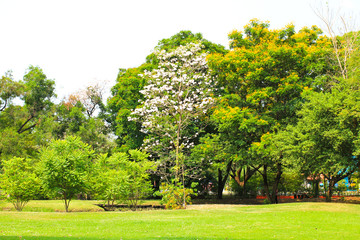 Green city park