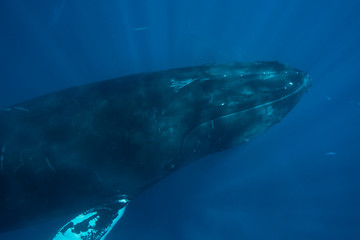 Naklejka premium Humpback Whale Head