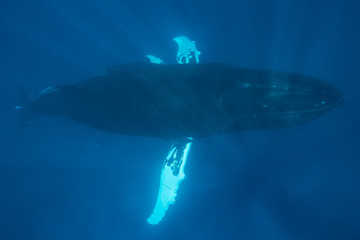 Fototapeta premium Whale Swimming Underwater