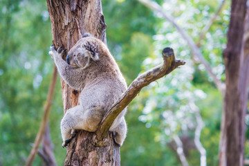 Close up of koala at sanctuary in Australia © superjoseph