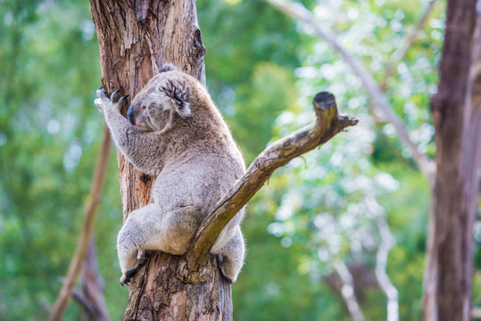 Close up of koala at sanctuary in Australia