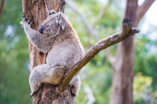 Close up of koala at sanctuary in Australia
