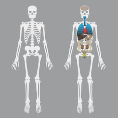 white human bones skeleton with human organs eps10 - 80469129