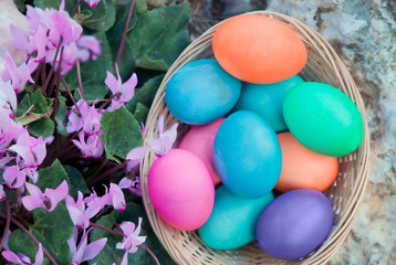 Easter eggs basket with Cyclamen flowers