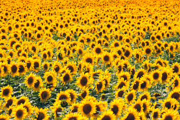 Beautiful sunflower in the field