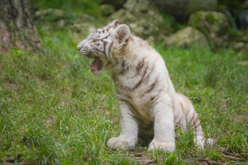 the white tiger is a pigmentation variant of the Bengal tiger.