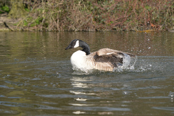 Canada Goose, Branta canadensis