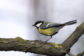 Great tit eating