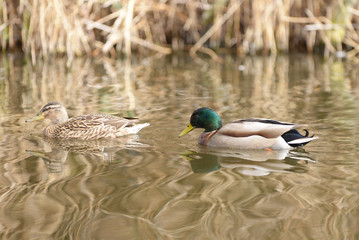 Obraz premium Mallard, Anas platyrhynchos