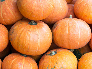 Fresh large pumpkin