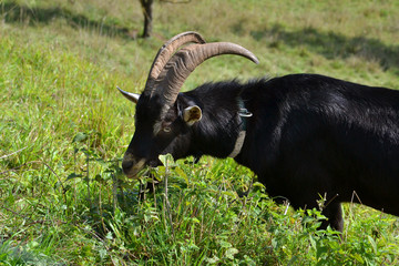 Ziegenbock
