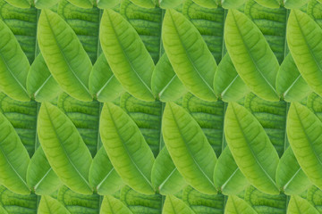 Idea from leaf.( Pattern Green from leaf  concept