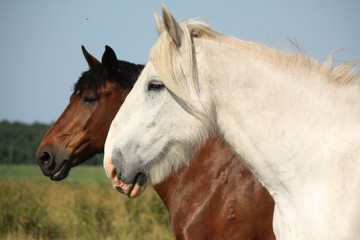 Beautiful white shire horse portrait in rural area