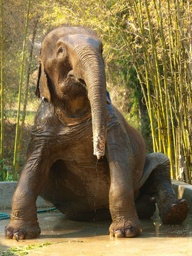 Alter asiatischer Elefant
