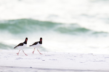 American Oystercatcher pair