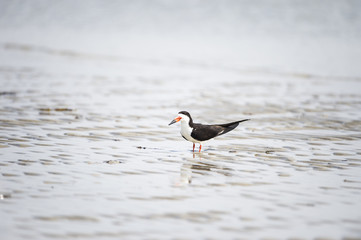 Black Skimmer on beach