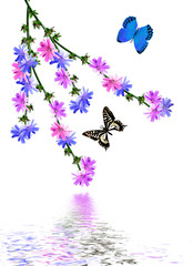 Obraz na płótnie Canvas Flowers cornflowers isolated on white background. butterflies