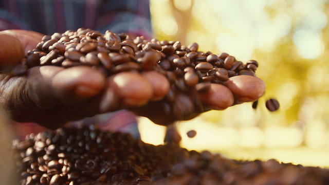 Hands holding freshly roasted aromatic coffee beans 