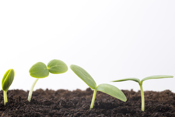 From seeds grown young seedlings.