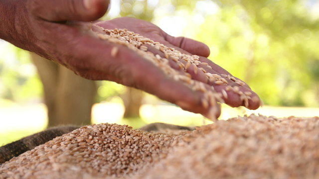 Hands feeling grain of wheat in burlap bag