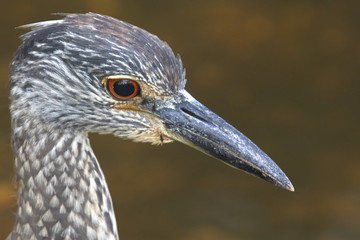 Juvenile Yellow Crowned Night Heron