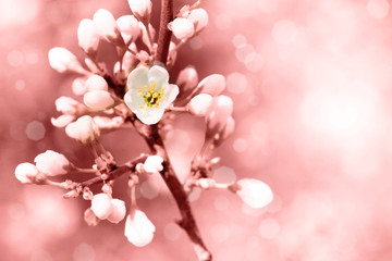 Fototapeta na wymiar Spring flowers background