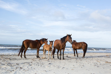 Fototapeta na wymiar Honduran horses on the beach