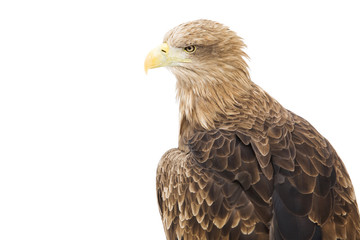 Gold Eagle isolated on a white background.