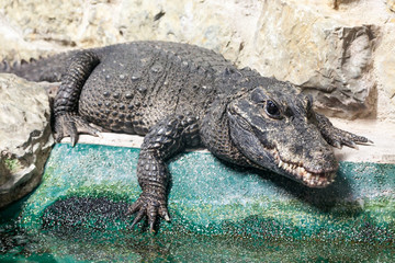 Crocodile