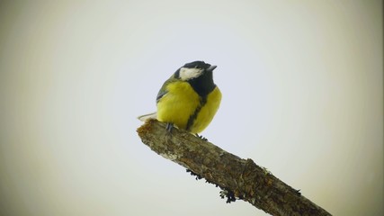 Great tit in a branch with white clean background