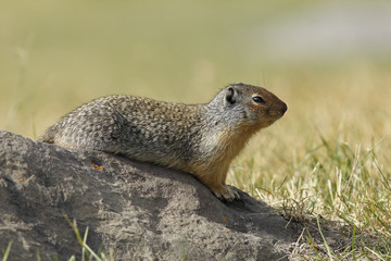 Columbian Ground Squirrel Sitting on a Rock - Banff, Canada