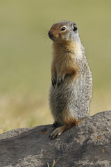 Columbian Ground Squirrel Scouting its Territory - Alberta, Cana