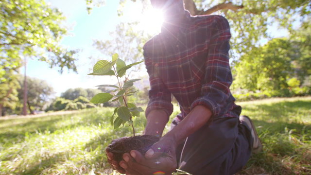 Soil and sunlight for a new Spring tree