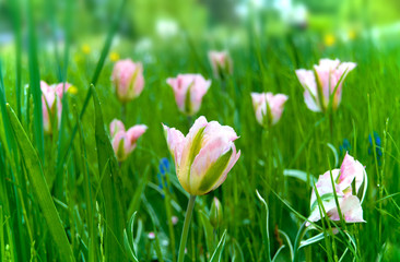 gentle pink tulips in the field