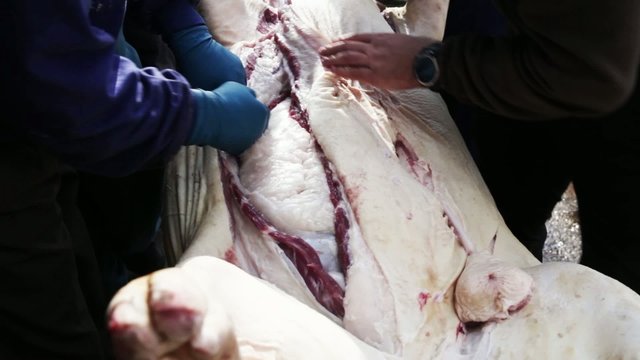 Opening slaughtered pig
