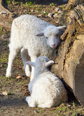 Zwei L&auml;mmchen am Baumstamm