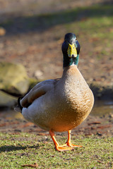 Stockente Portrait
