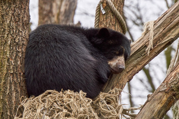 Brillenb&auml;r auf Baum