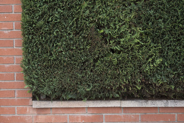 Green leaves wall background