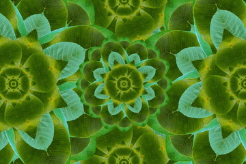 Idea form leaf.(Flower concept)