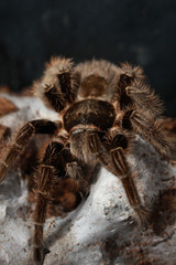 tarantula