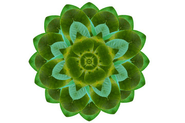 Idea form leaf.(Flower concept)