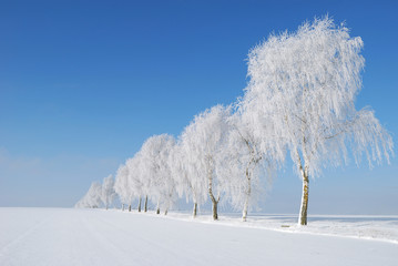 Winter Allee