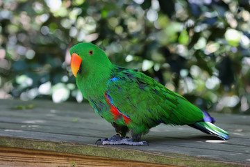 Eclectus parrot (eclectus roratus)