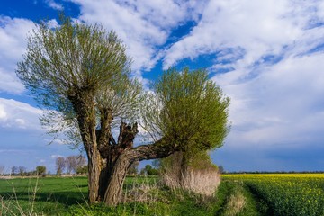 Spring willow