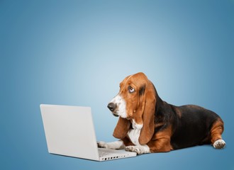 Dog. Business concept smart pet dog using laptop computer