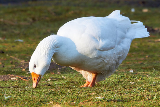 Hausgans auf Wiese