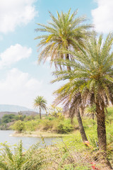 tropische see und palmenlandschaft in indien