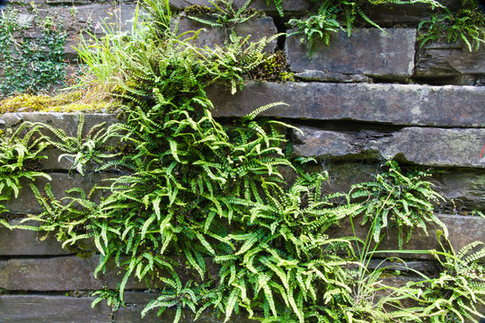 Green deer fern, Blechnum spicant growing out of slate wall.