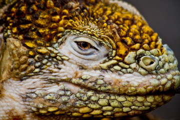 Closeup shot of a land iguana in the Galapagos Islands